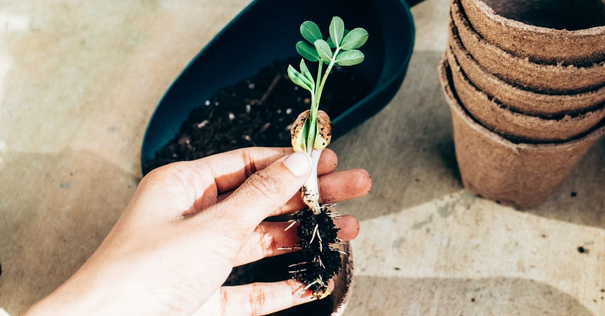 A hand holding a seedling with its roots exposed, beside a stack of empty plant pots