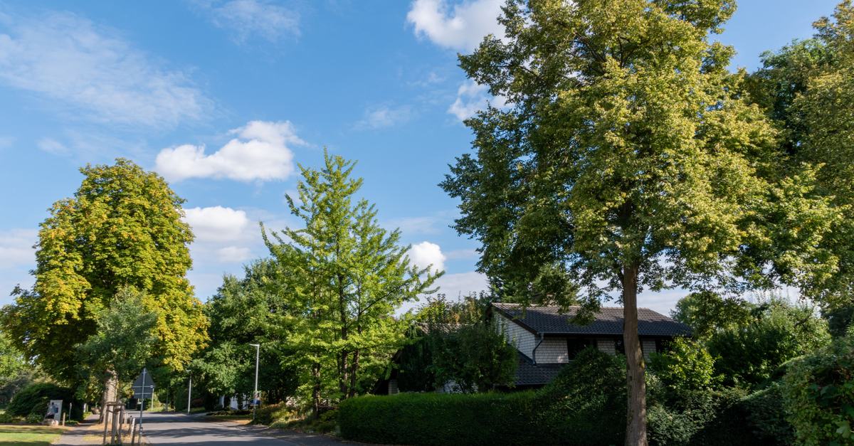 A tranquil suburban street with lush green trees under a bright blue sky, perfect for serene outdoor scenes.