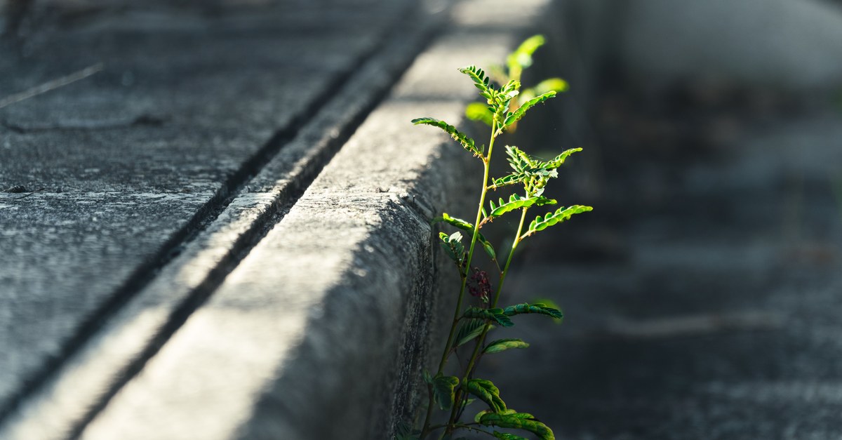 A small green plant growing from the crack between a concrete curb and the road